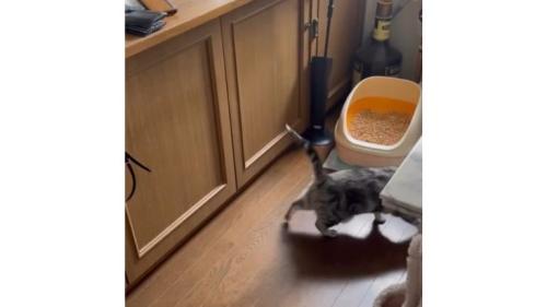 廊下にいる猫