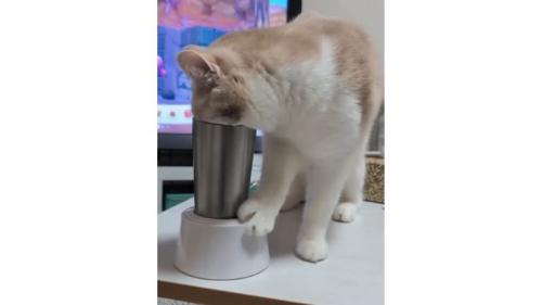 猫とタンブラー