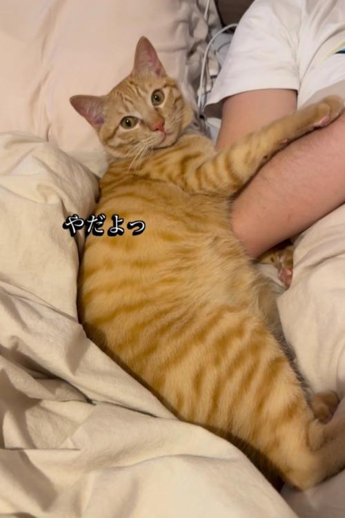 目で威圧する猫