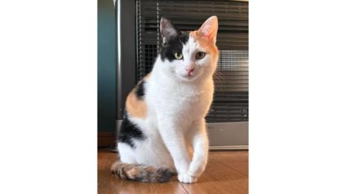 室内にいる猫