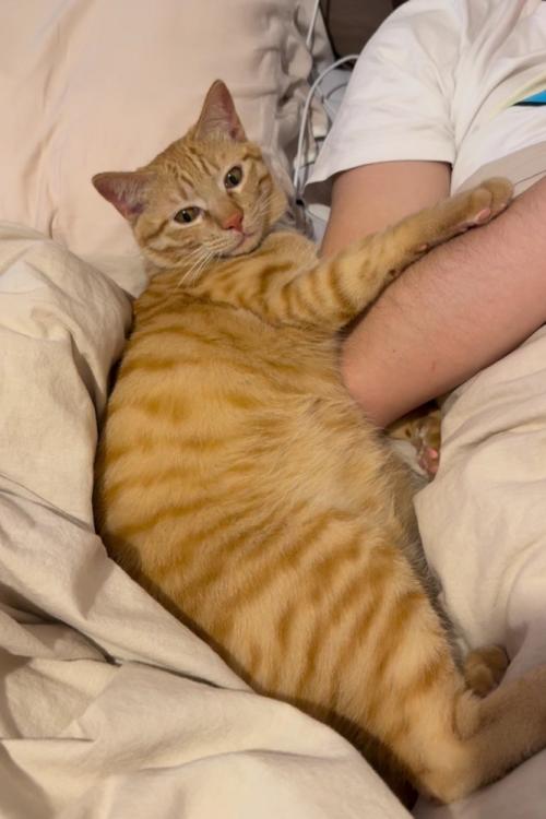 パパの腕にくっ付く猫