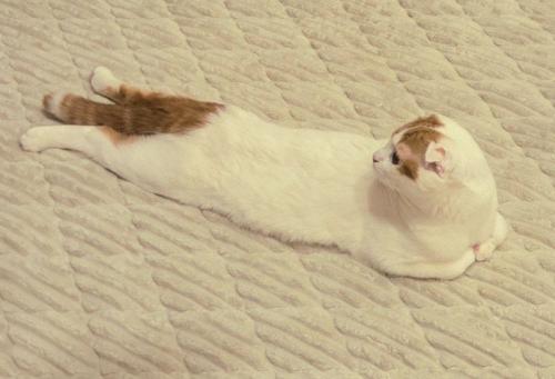 カーペットの上にうつぶせになって後ろを向く猫