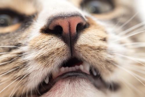 猫の口