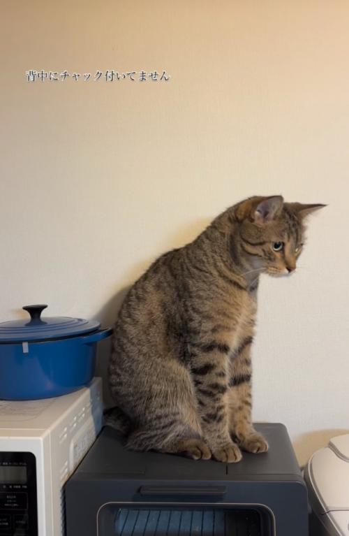 猫の座り方