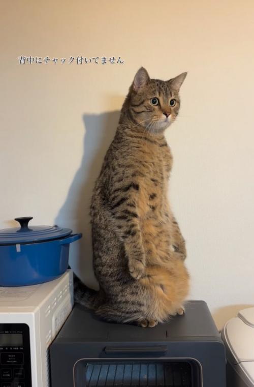 座る猫