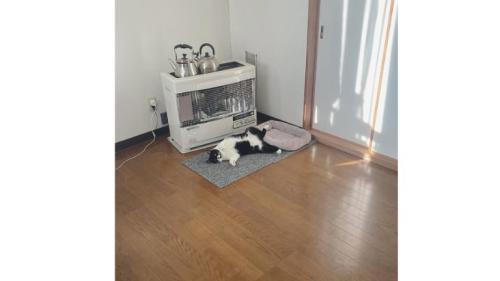 寝転ぶ猫