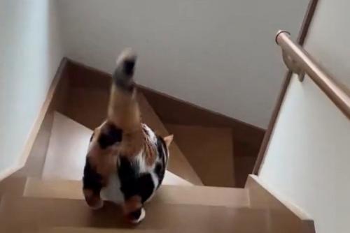 階段を降りる三毛猫のうしろ姿