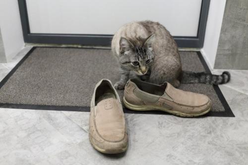 靴と猫