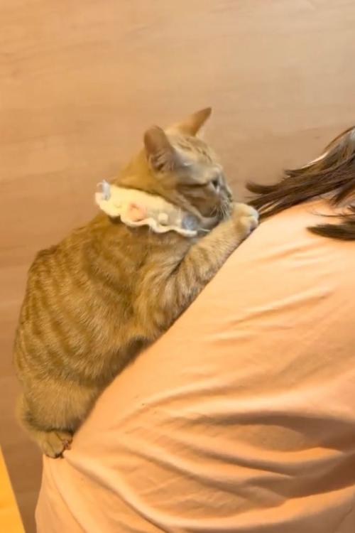 ママの背中にくっつく猫