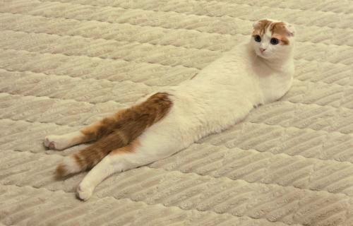 うつ伏せになって顔だけ後ろを向いている猫