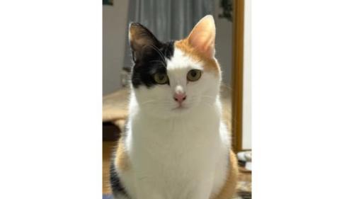 室内にいる猫