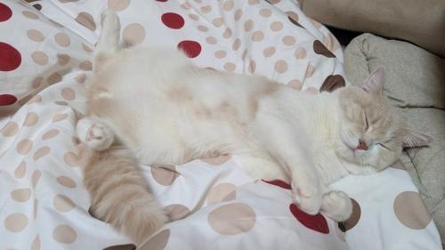 寝ている猫