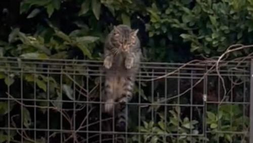 フェンスを登る猫