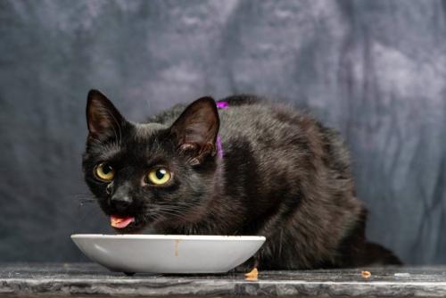 ご飯を食べるスリムな猫
