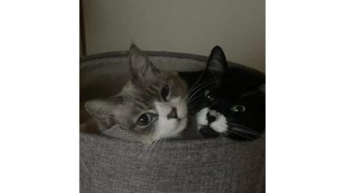 室内にいる猫