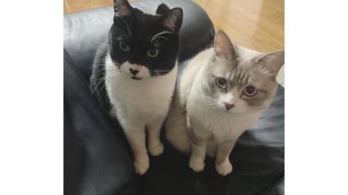 室内にいる猫