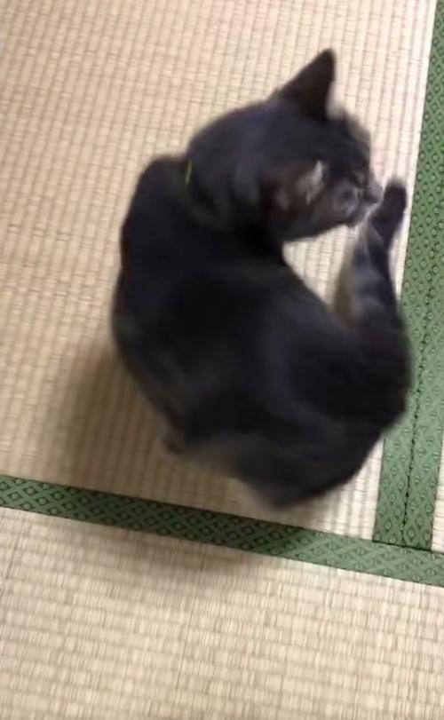 回っている猫