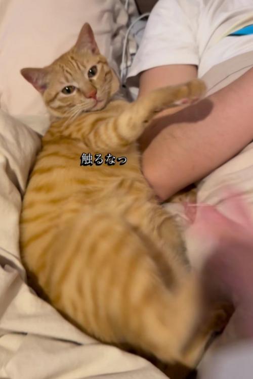 キックする猫