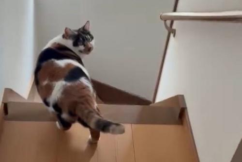 振り向く三毛猫