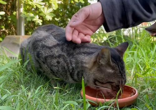 撫でられる猫