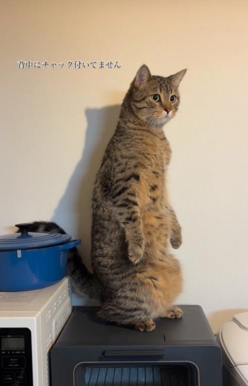 腰を下ろす猫