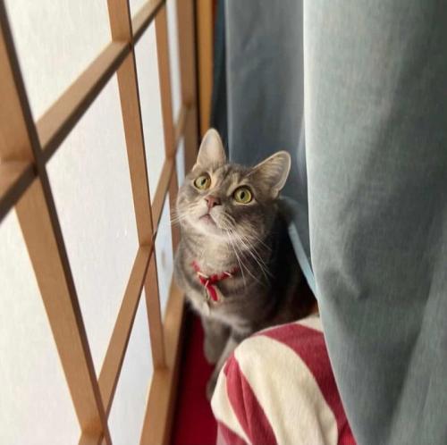 お座りする猫