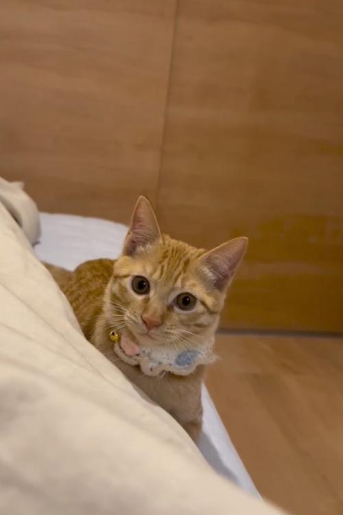 見つめる猫