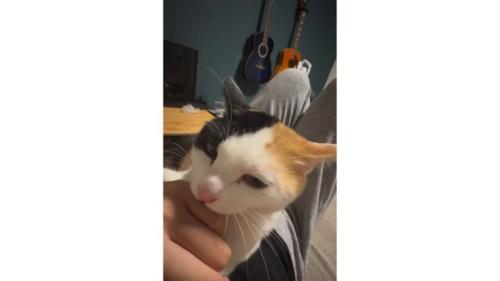 甘噛みする猫