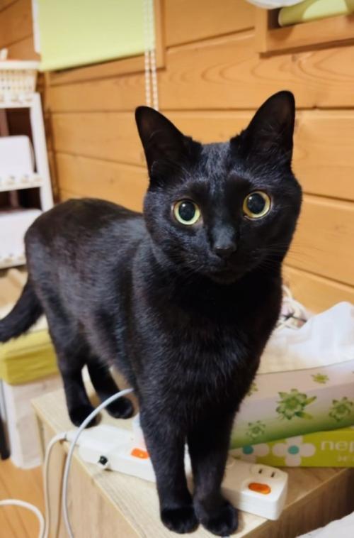 棚の上に立つ黒猫