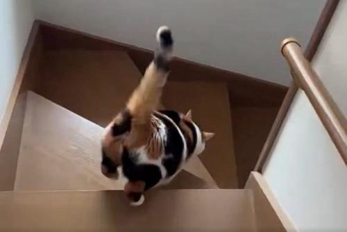 階段を降りる三毛猫のうしろ姿