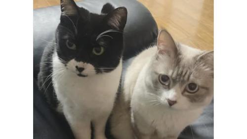 室内にいる猫