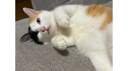 寝転ぶ猫