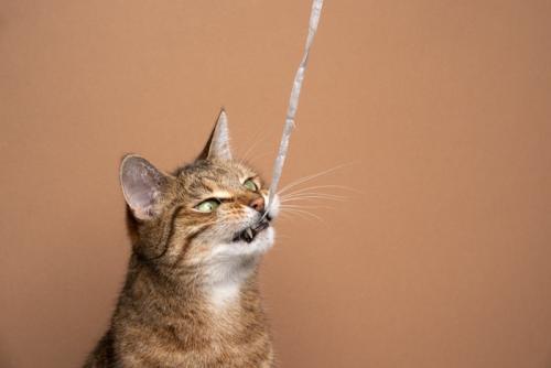 ひもを噛む猫