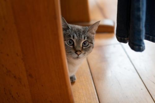 隠れる猫