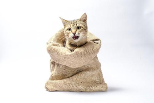 袋から飛び出す猫