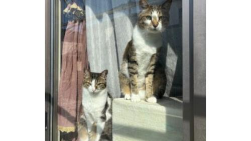 窓際にいる猫