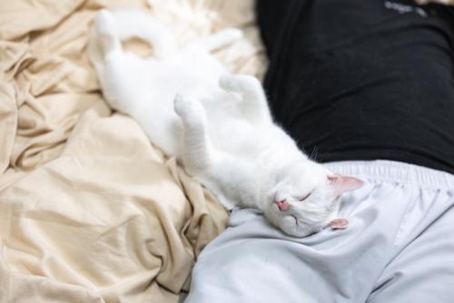 ヘソ天する猫