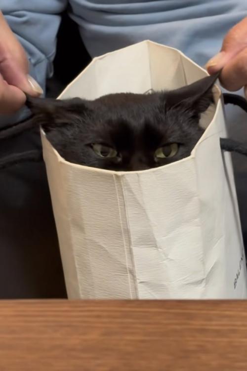 紙袋に入った猫の写真1