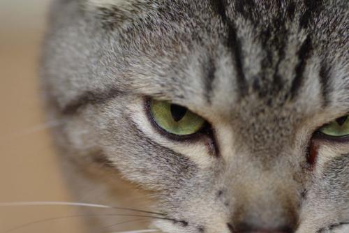 きりっとした表情の猫