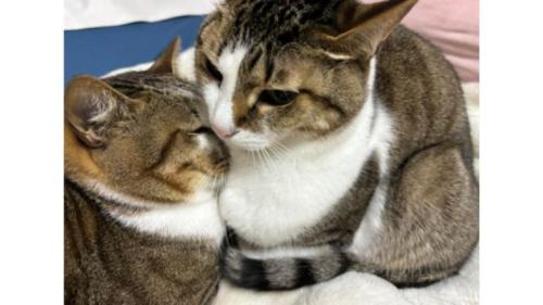 室内にいる猫