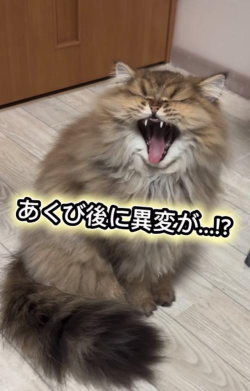 大きなあくびをするぷんちゃん