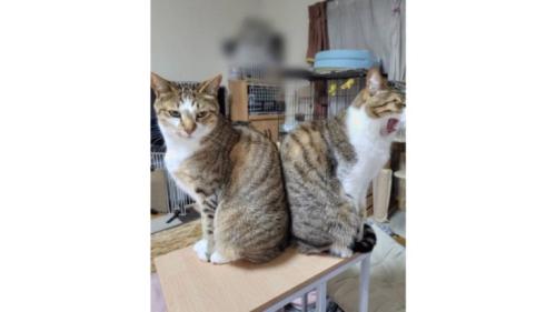 室内にいる猫