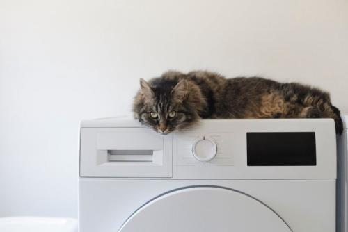 洗濯機の上の猫