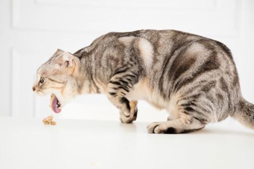 猫の吐き戻し