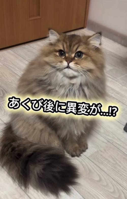 ぷんちゃん
