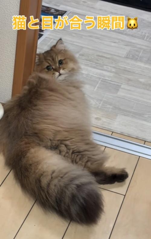 振り返る猫