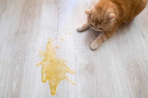 猫の吐き戻し