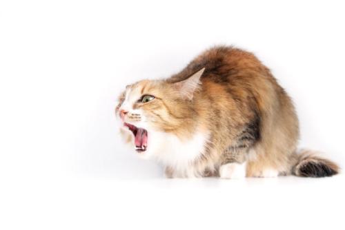 吐いている猫