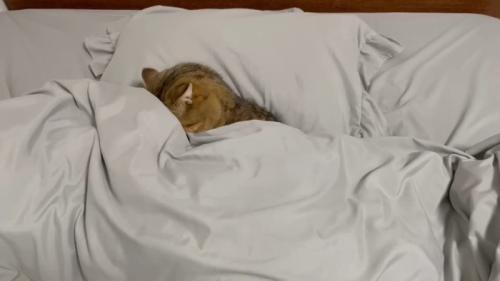 顔をうずめて