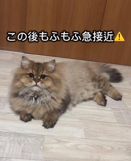ぷんちゃん